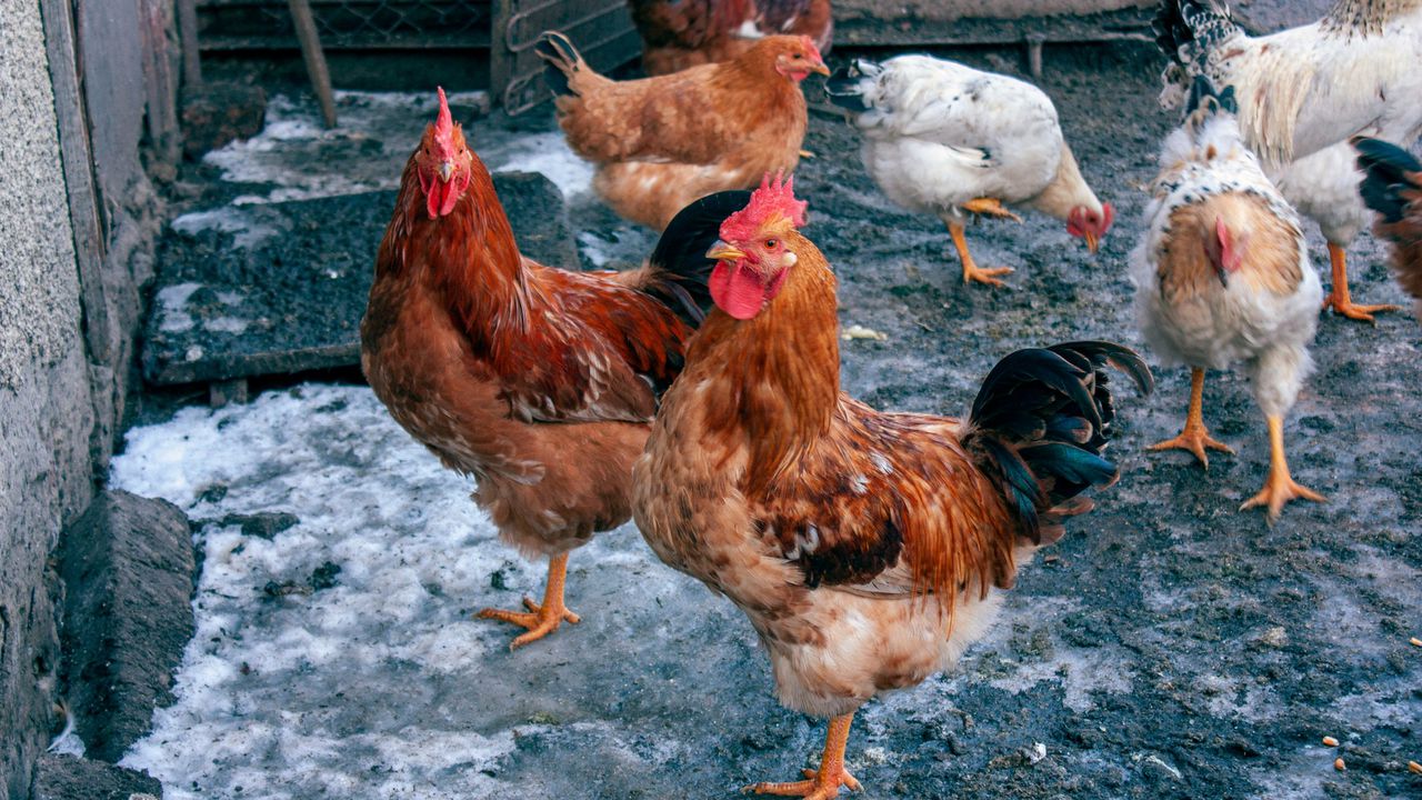 Чому кури перестали нестися з приходом холодів? 2 головні умови успіху. З приходом холодів та скороченням світлового дня багато господарів помічають, що кури перестають нестися.