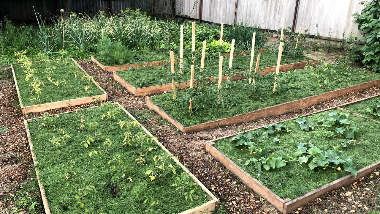 Цього літа ми сипали в грядки траву — більше так робити не будемо. Розповідаю про нашу помилку.