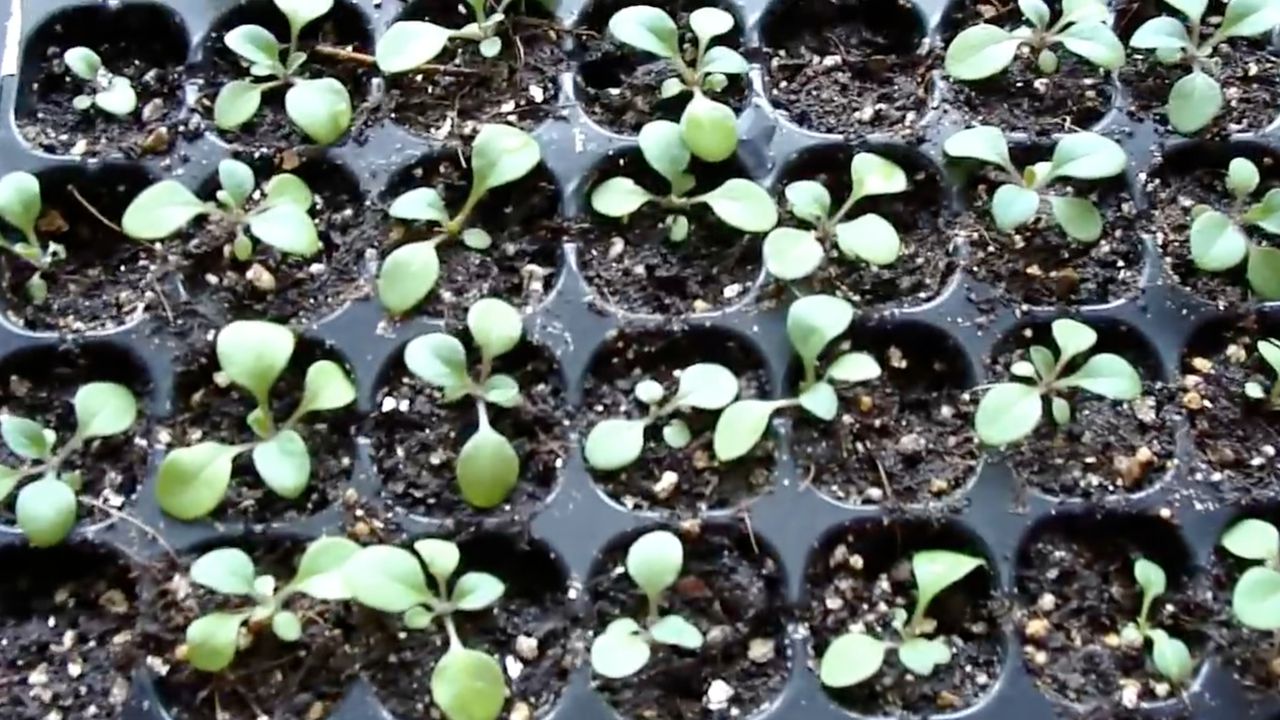 Чому потрібно сіяти петунію в грудні? Розповідаю, навіщо я це роблю. Кожен садівник має свої маленькі секрети, які допомагають перетворити клумбу на справжній витвір мистецтва.