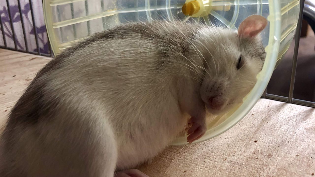 Домашній гризун (щур) відпочиває у колесі: чому важливо постійно сточувати зуби гризуна для його здоров'я.