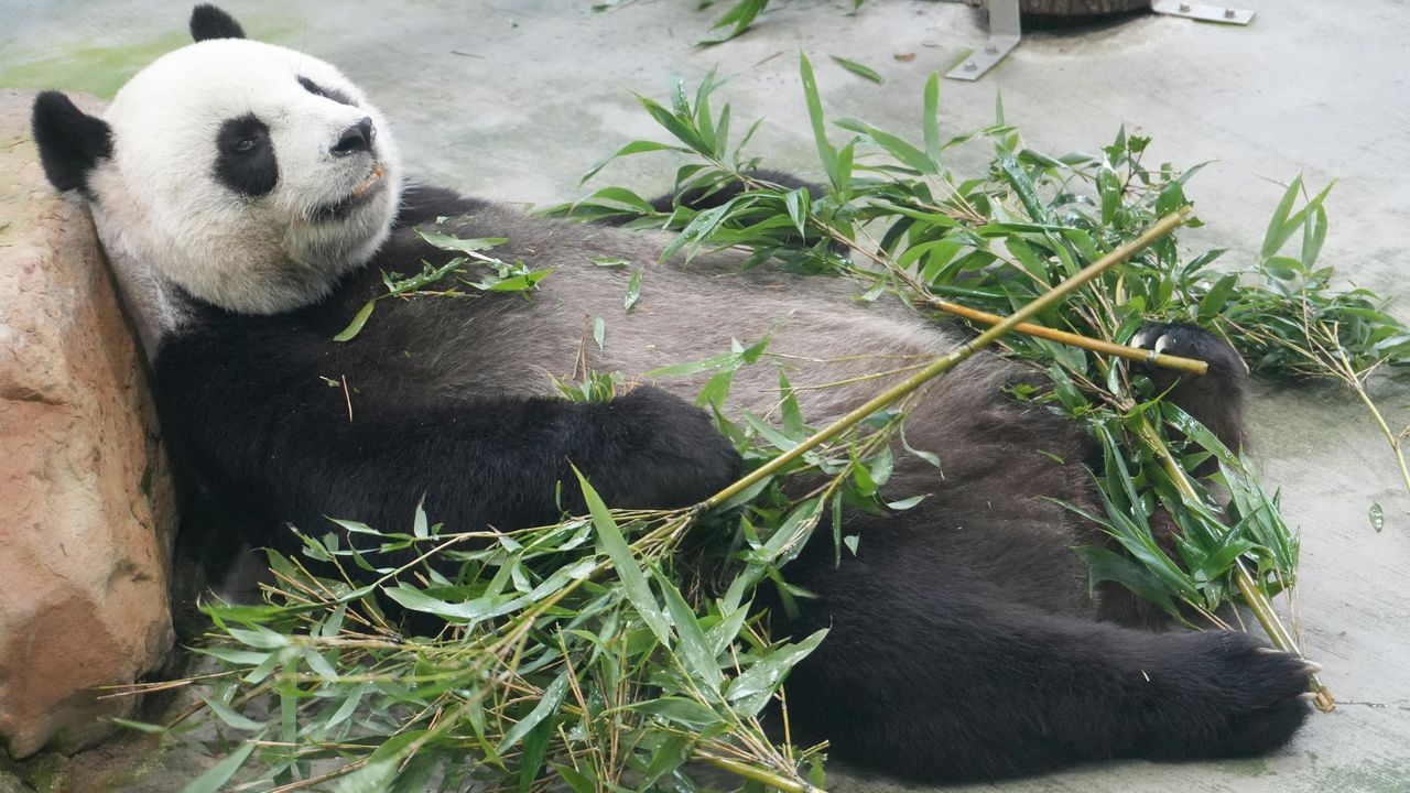 Панда, яка відпочиває, ілюстрація до статті про цікаву інформацію про панд.