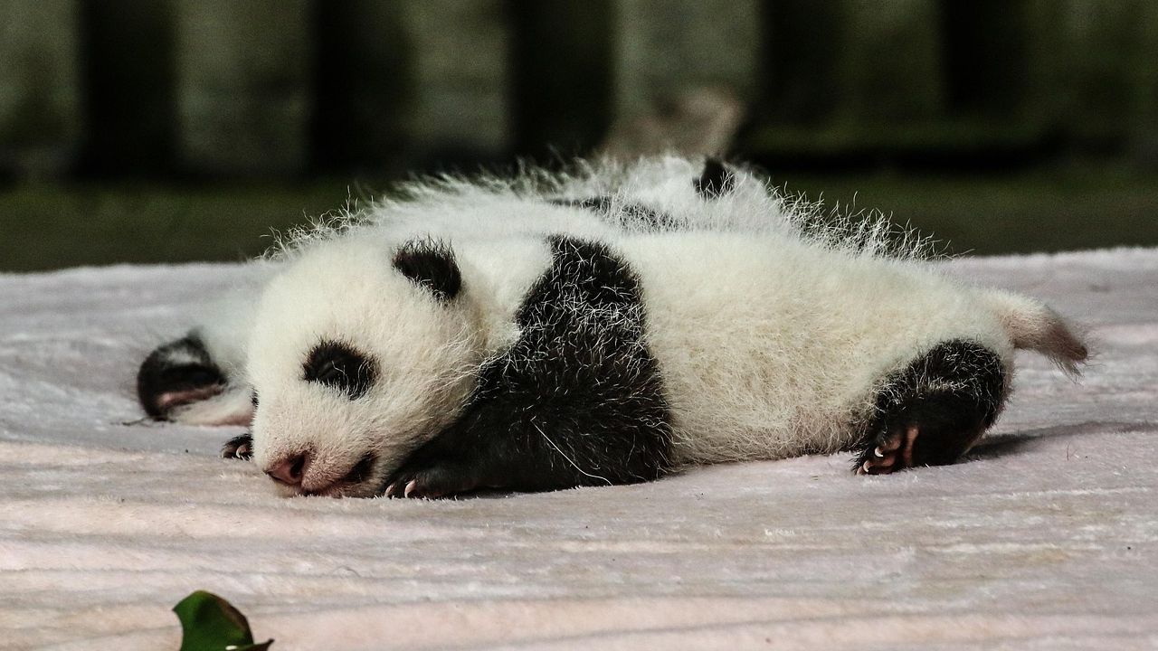 Дитинча панди, ілюстрація до статті про цікаву інформацію про панд.