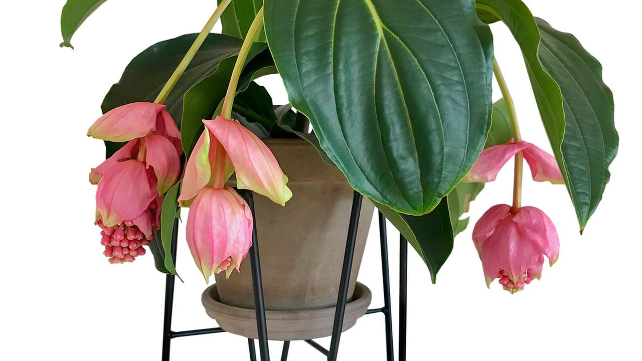 Квітнуча медінілла величава у горщику — вибаглива кімнатна рослина, яку важко вирощувати вдома.