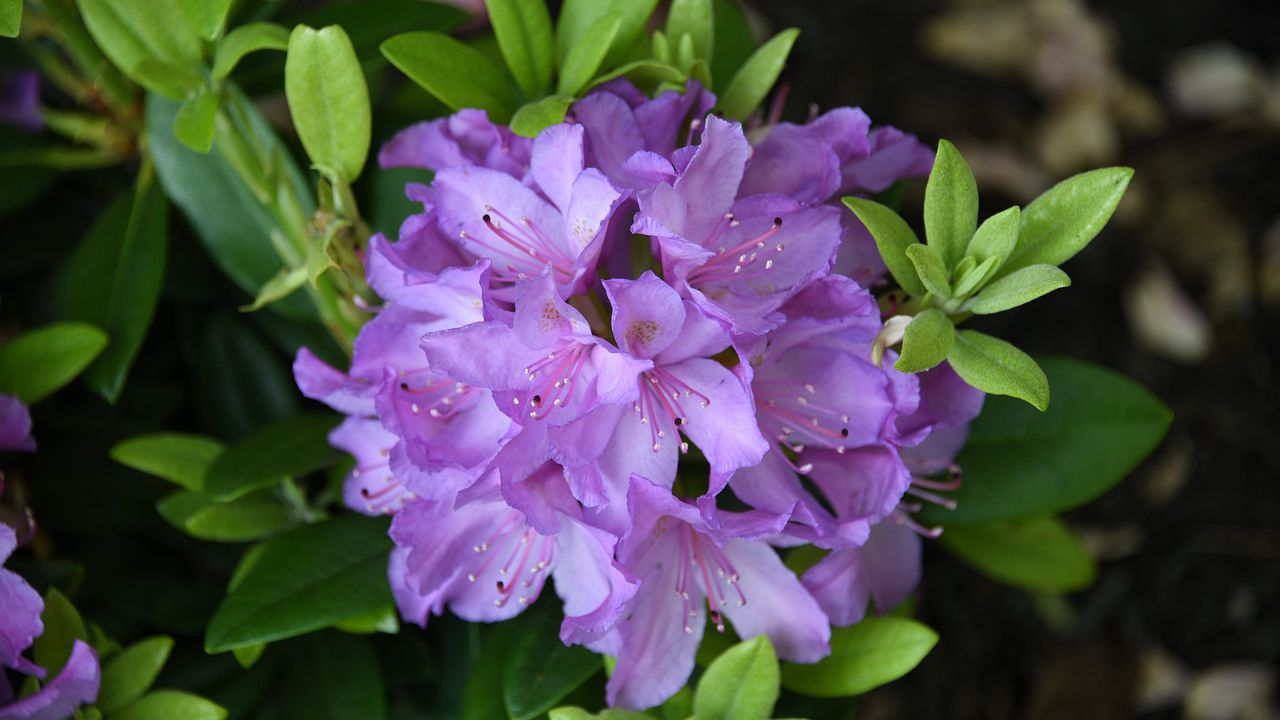 Пишна рожева азалія (рододендрон) — складна у догляді кімнатна рослина, що потребує особливих умов.