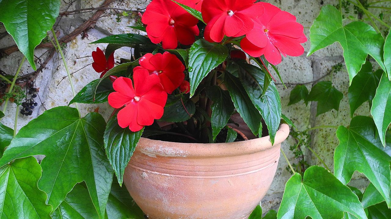 Бальзамін — красива, але дуже примхлива кімнатна рослина для досвідчених квітникарів.