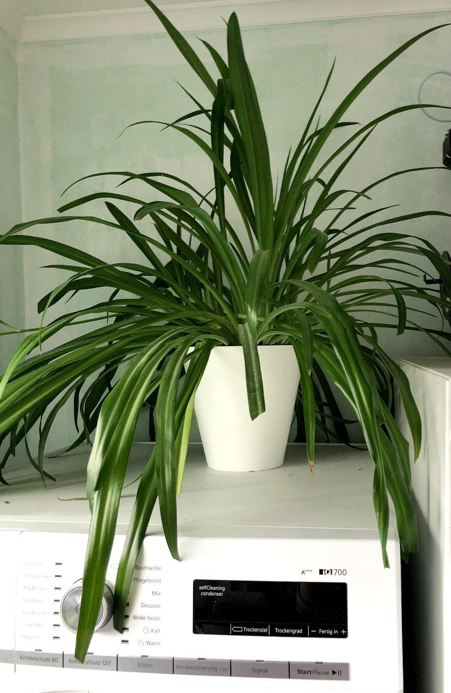 Хлорофітум у білому в горщику 