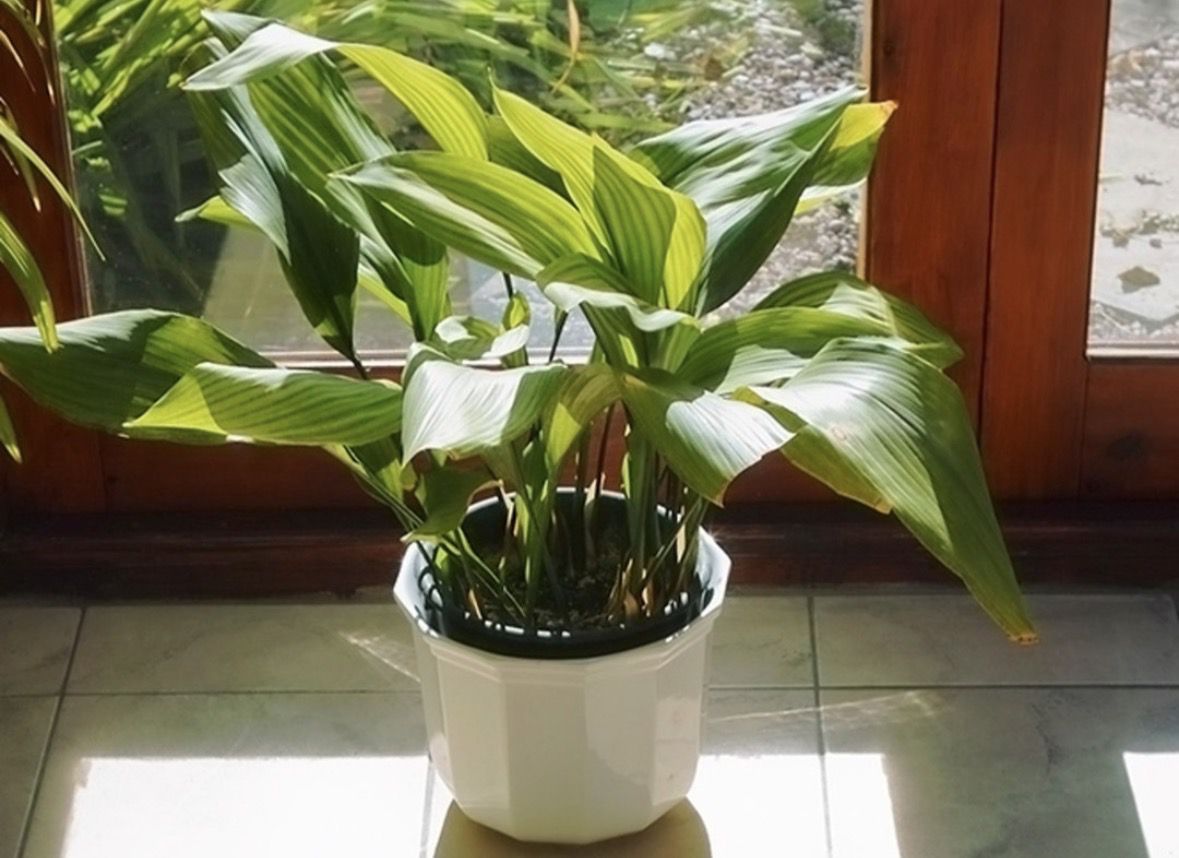 Аспідістра в горщику на підвіконні