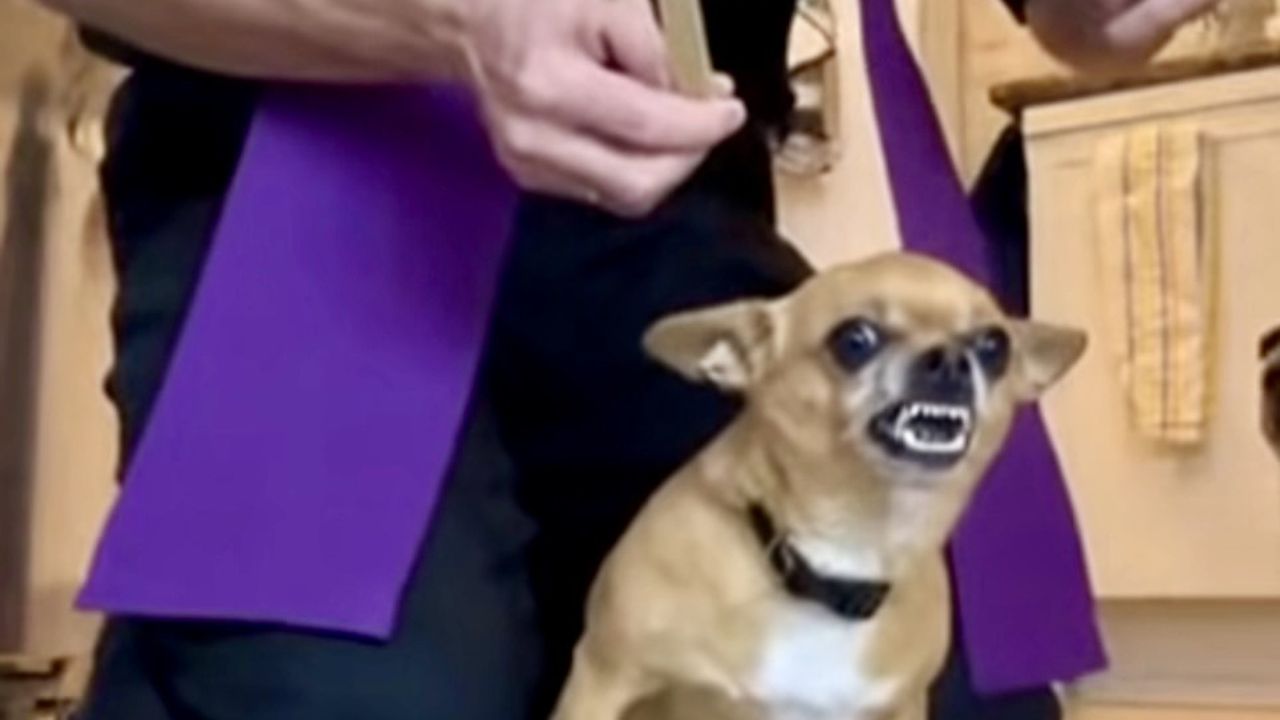 Собака породи Чихуахуа в люті.