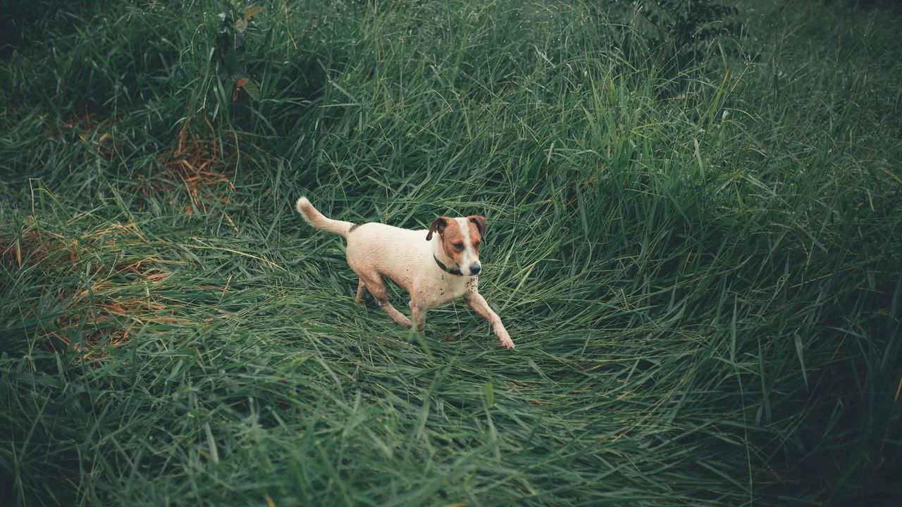 Собака породи Джек Рассел на полюванні.