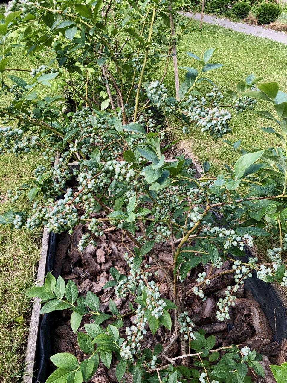 Кущі лохини з ягодами на ділянці.