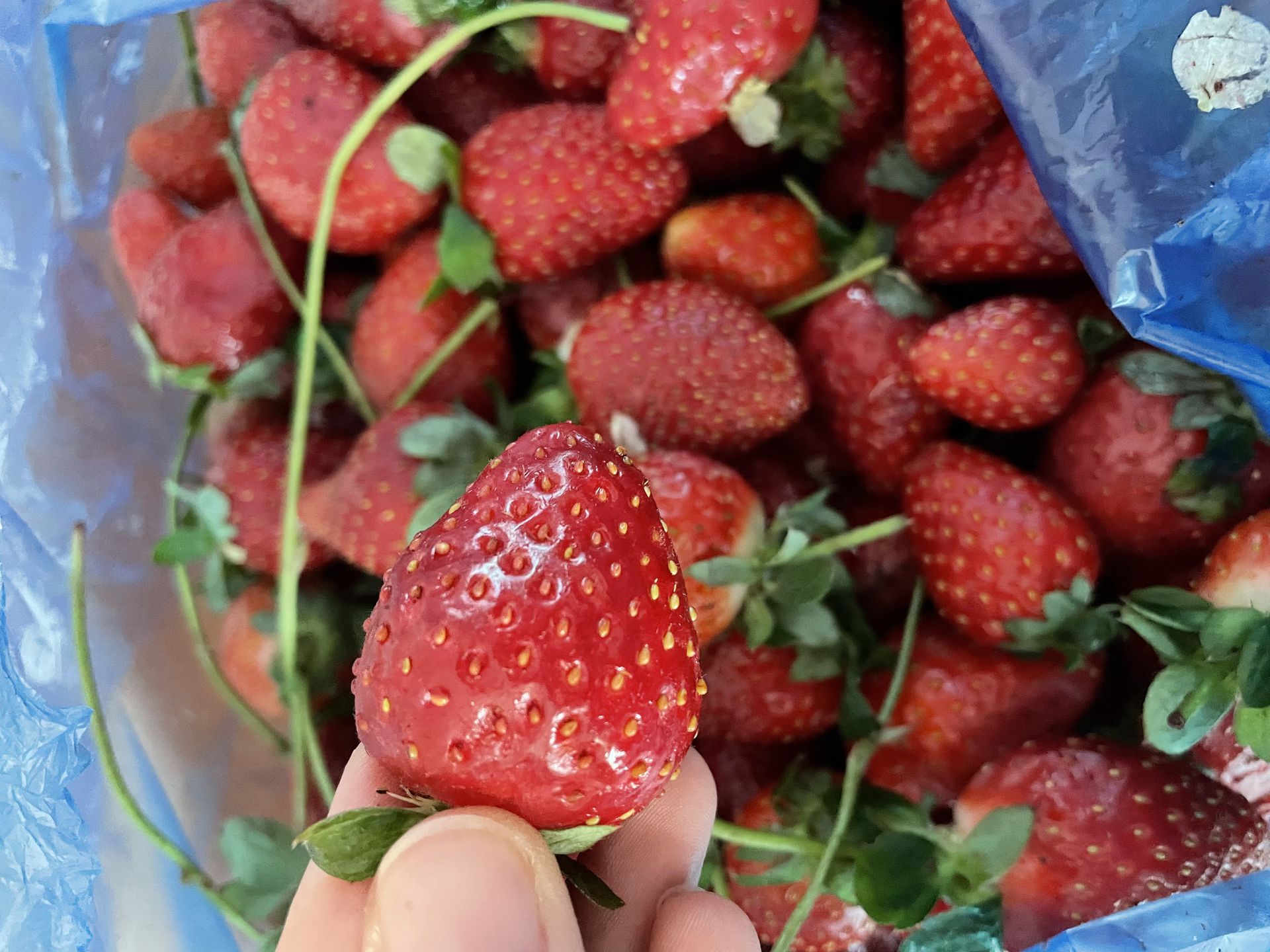 5 помилок з полуницею, які "крадуть" врожай: я повторювала їх 3 роки. А вони справді коштували врожаю — якщо не вважати врожаєм жменьку кислих сухих і дрібних ягід на кволих кущиках.