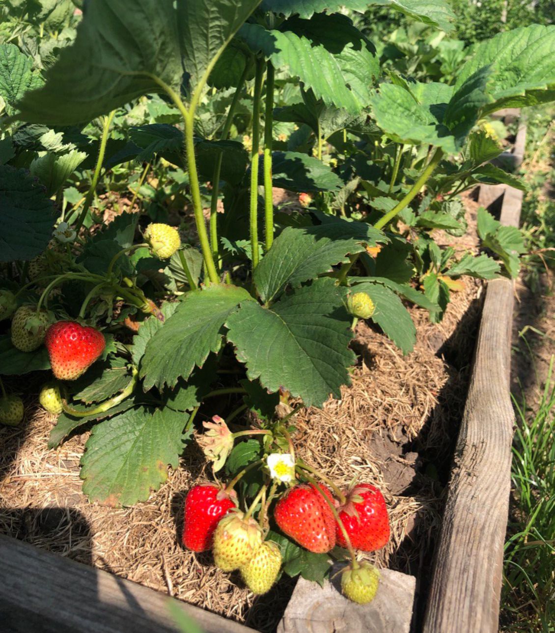 5 помилок з полуницею, які "крадуть" врожай: я повторювала їх 3 роки. А вони справді коштували врожаю — якщо не вважати врожаєм жменьку кислих сухих і дрібних ягід на кволих кущиках.