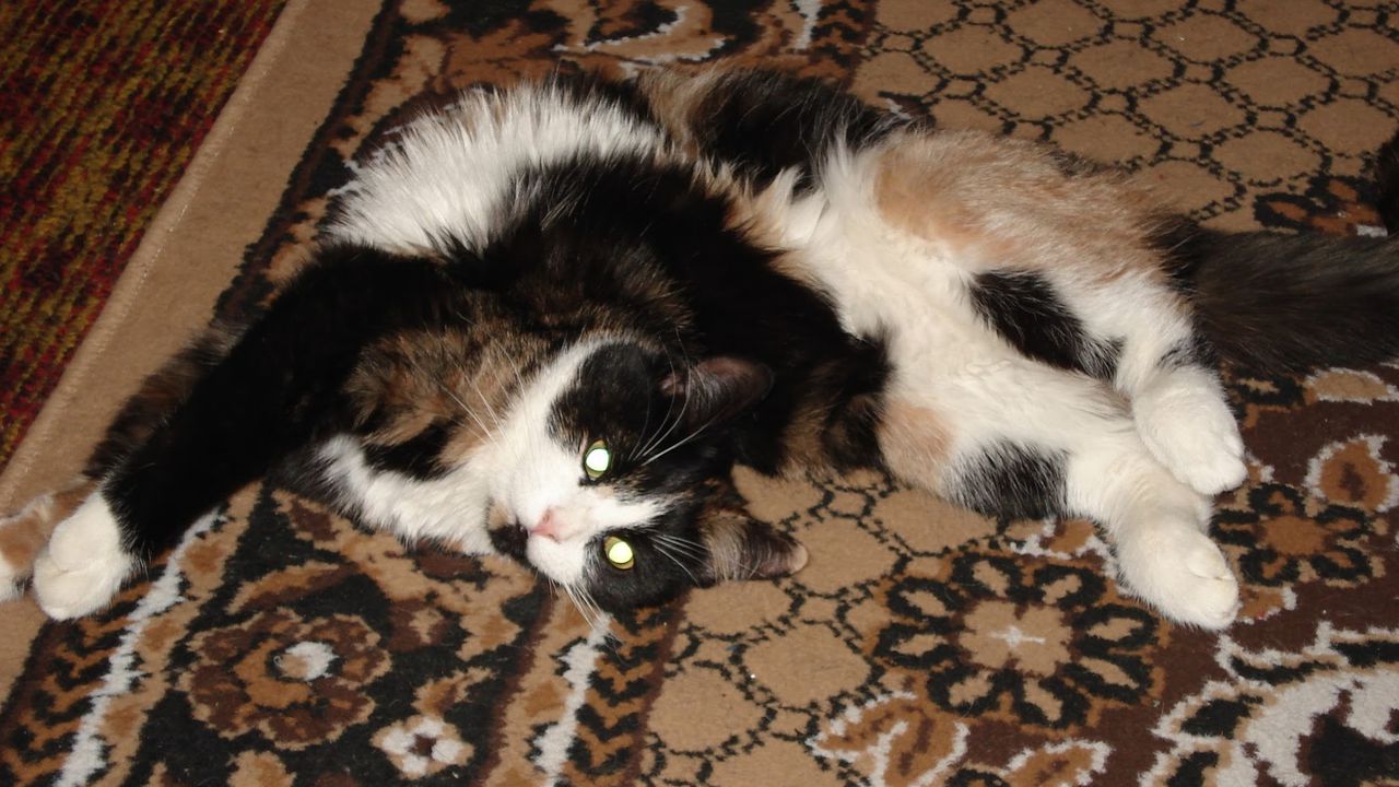 Пухнастий триколірний кіт лежить на килимі.