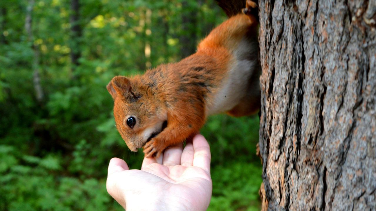 Руда білка на дереві їсть із рук людини — поради та застереження для тих, хто хоче завести білку вдома.