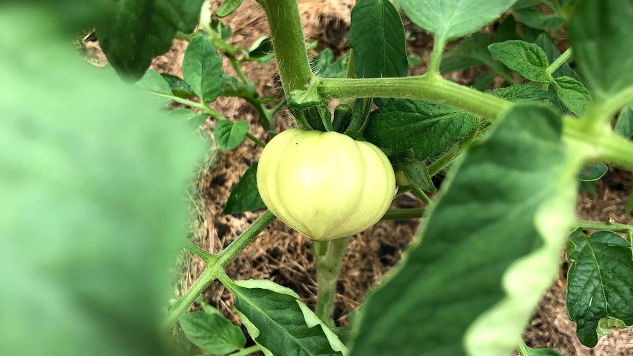 Дрібний незрілий помідор на кущі — вирощування томатів та наслідки неправильного підживлення добривами.