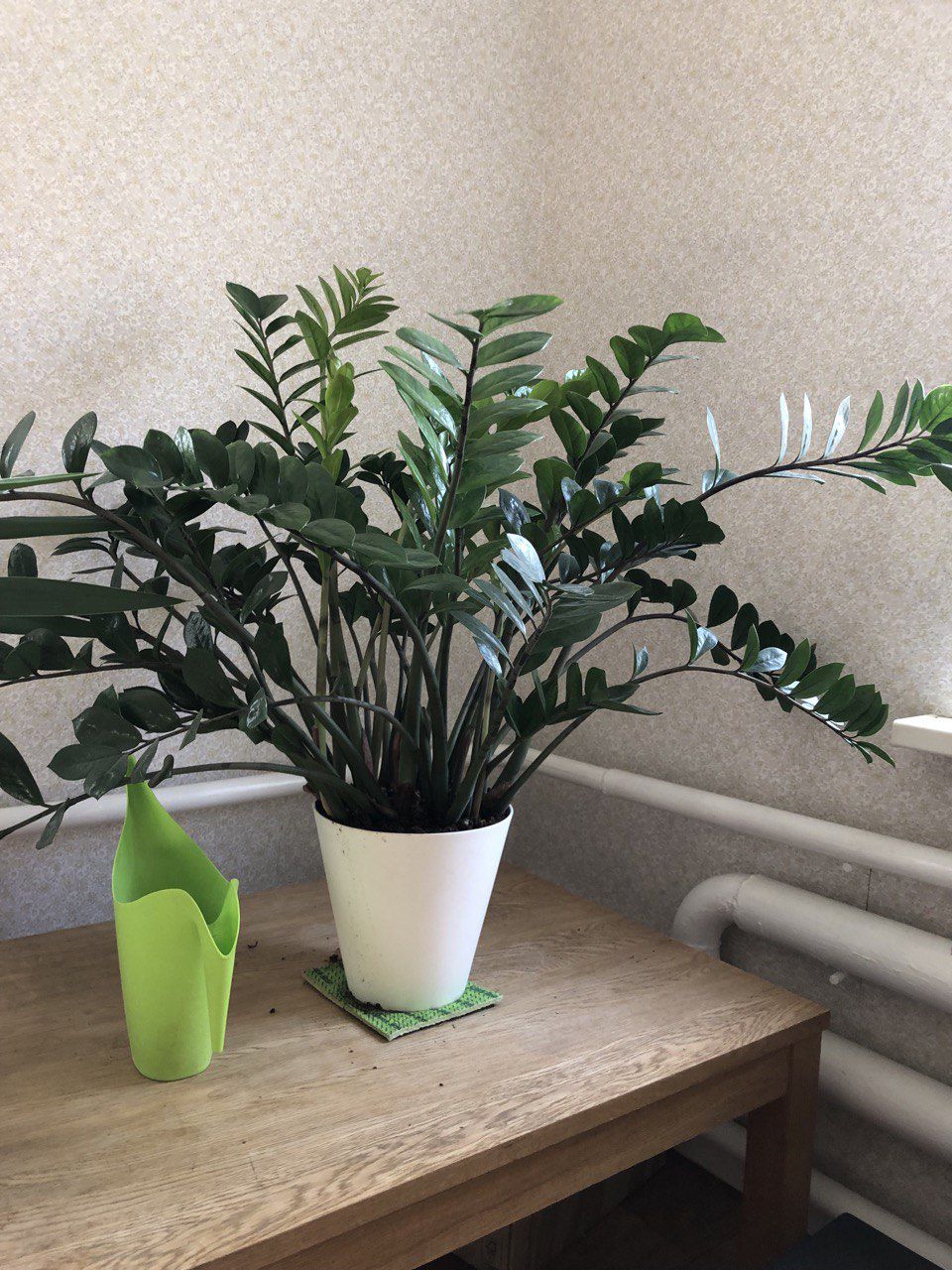 Кімнатна рослина заміокулькас у білому горщику.