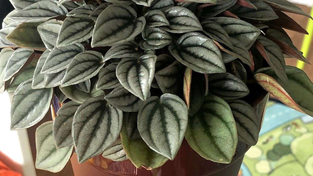 Кімнатна рослина Пеперомія.