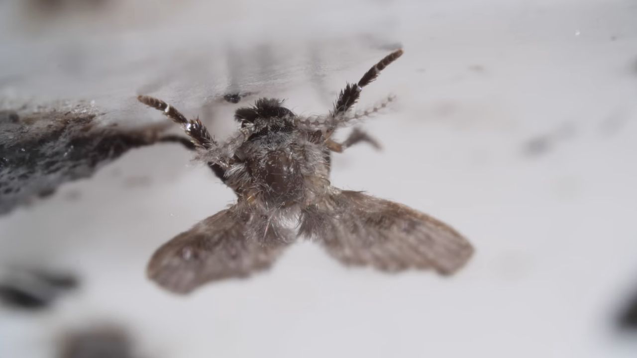 Пухнаста каналізаційна муха крупним планом, яка з'являється у ванній кімнаті через проблеми з трубами.