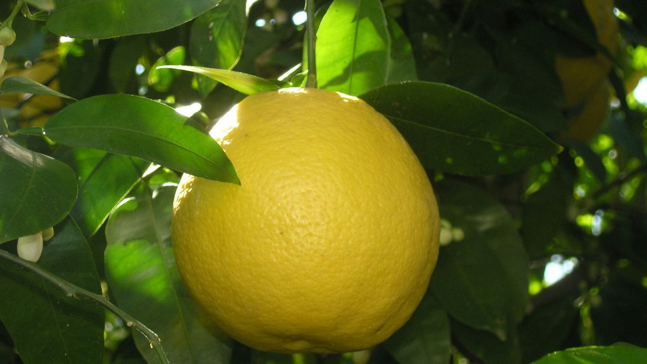 Плоди бергамоту, які за формою нагадують суміш лимона та груші.