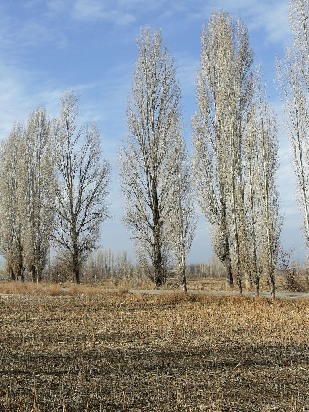 Швидкоросла тополя, що демонструє активний розвиток у порівнянні з іншими деревами.