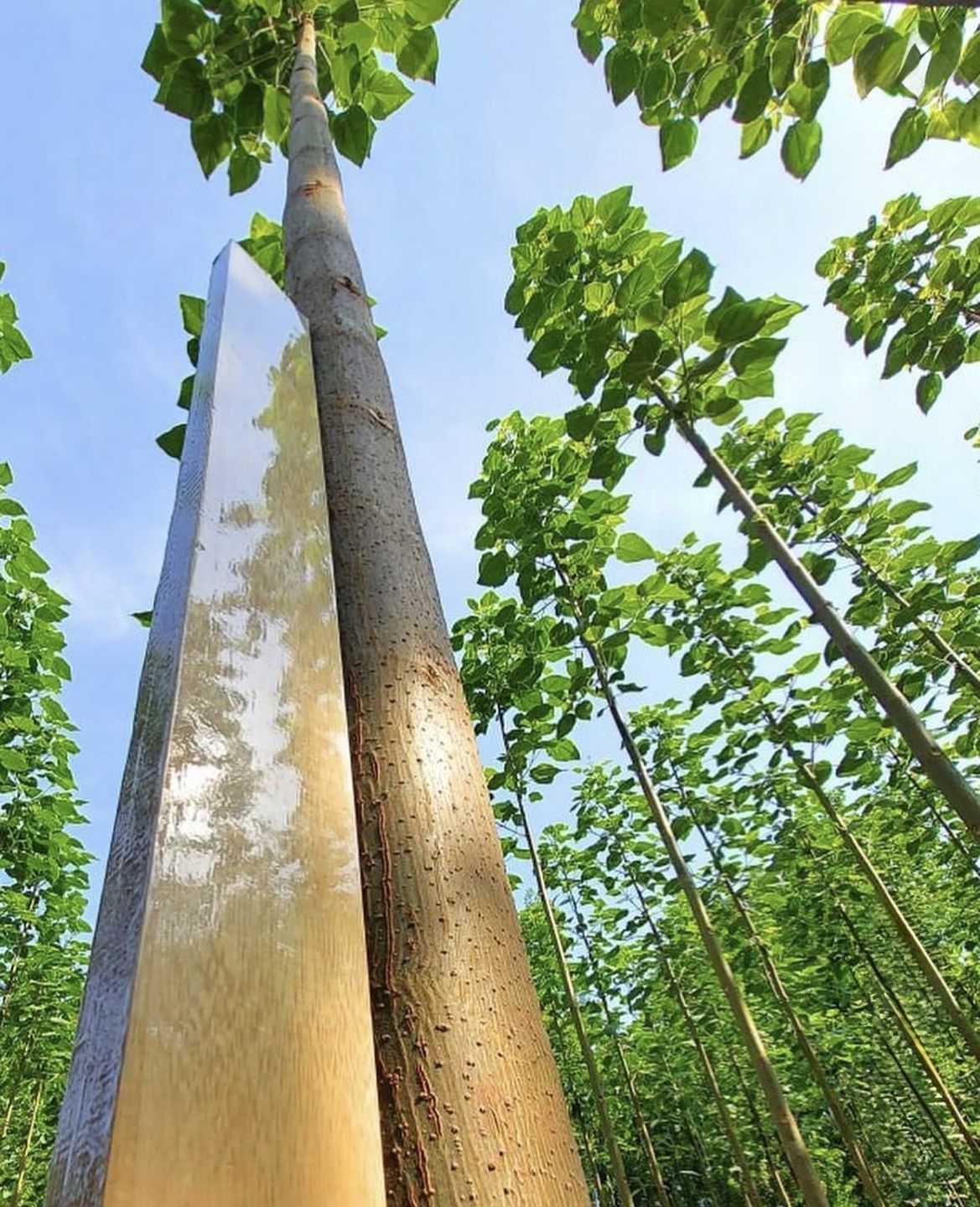 Дерево павловнія з великим листям, відоме своїм надзвичайно швидким темпом росту.