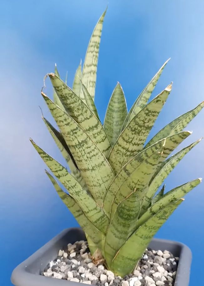 Сансевієрія Tough Lady у горщику на полиці — приклад невибагливої кімнатної рослини, простої у догляді.