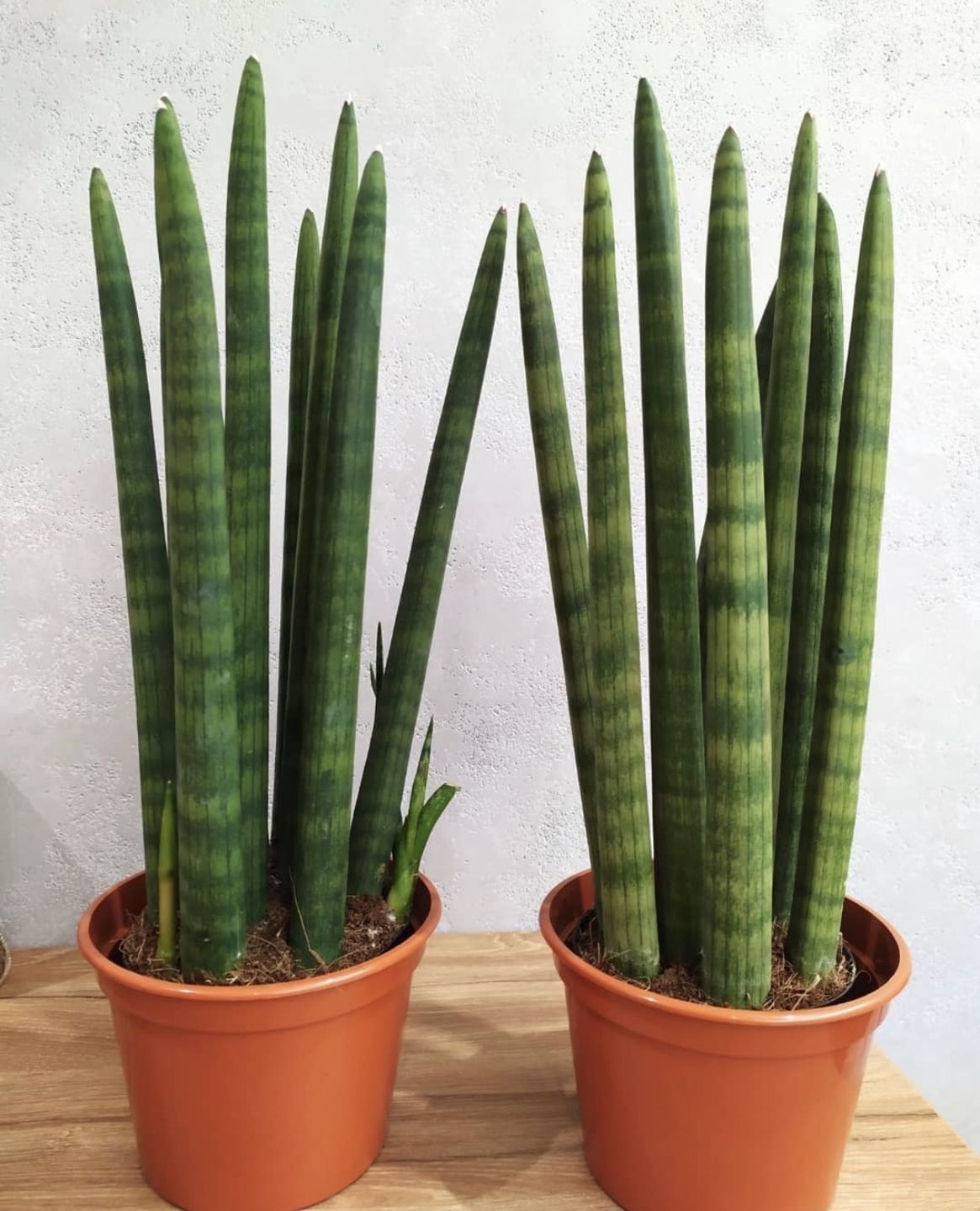 Сансевієрія Циліндрика у горщаках.