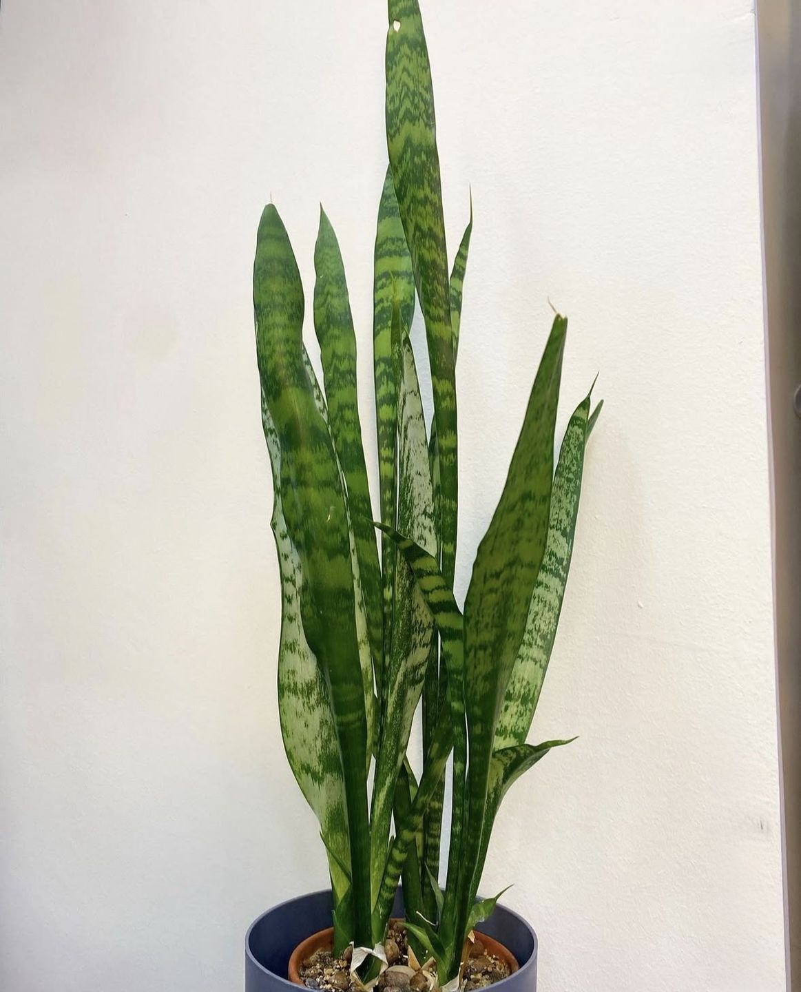 Сансевієрія Зейланіка.