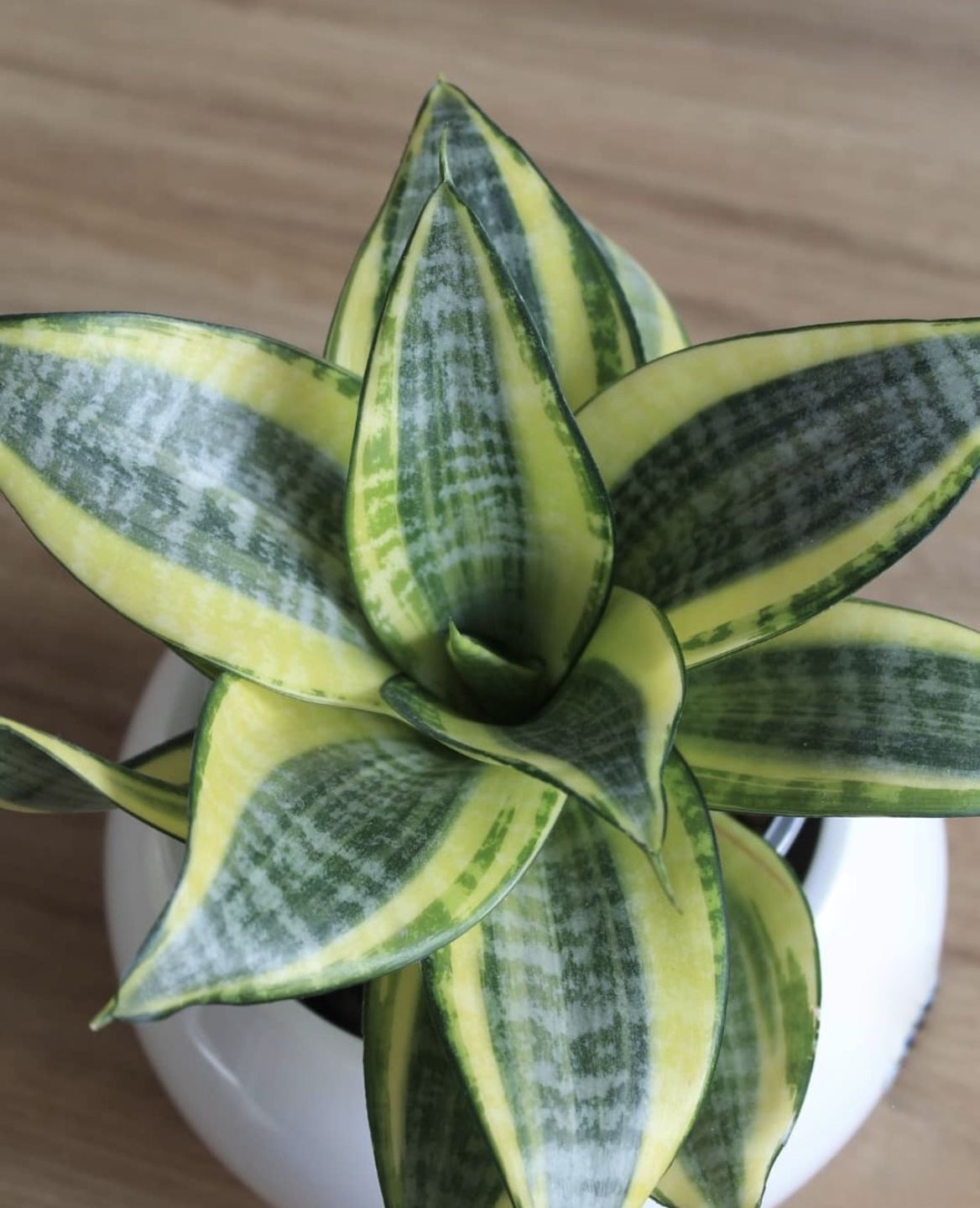 Сансевієрія Ханні голден у горщику.