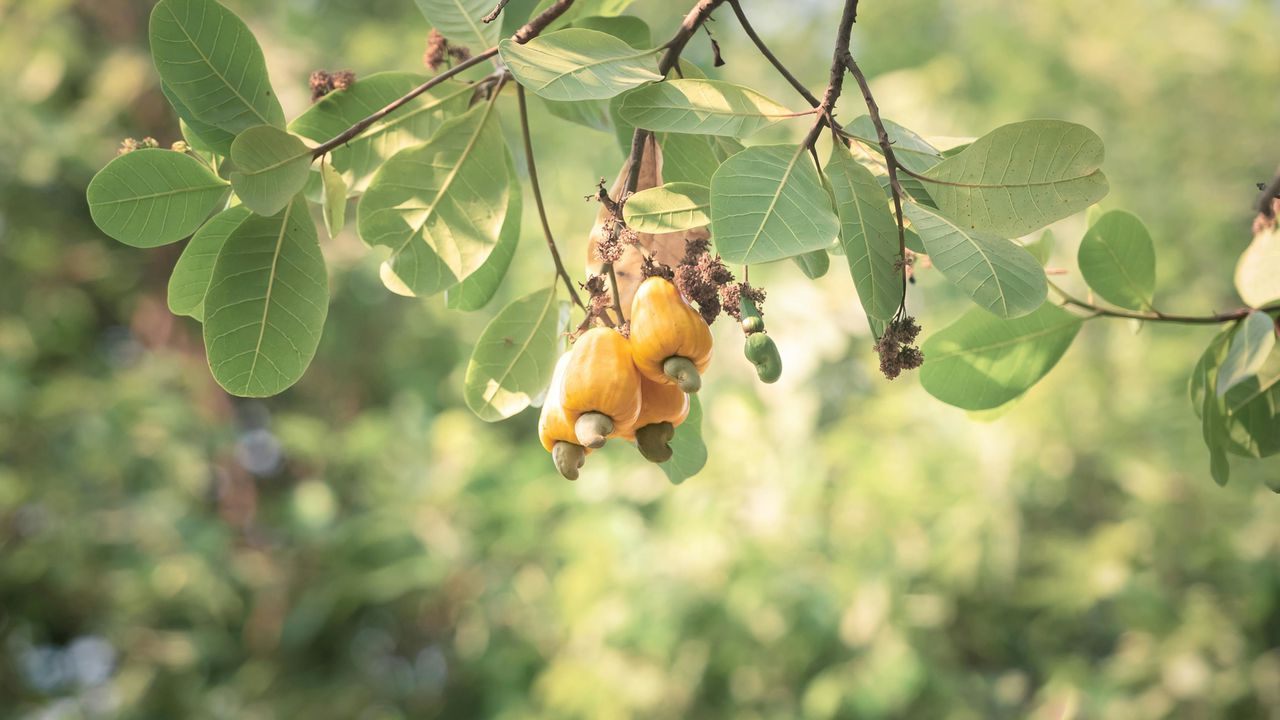 Як росте кеш'ю: плід яблуко кеш'ю з горіхом у природній шкаралупі на гілці дерева.