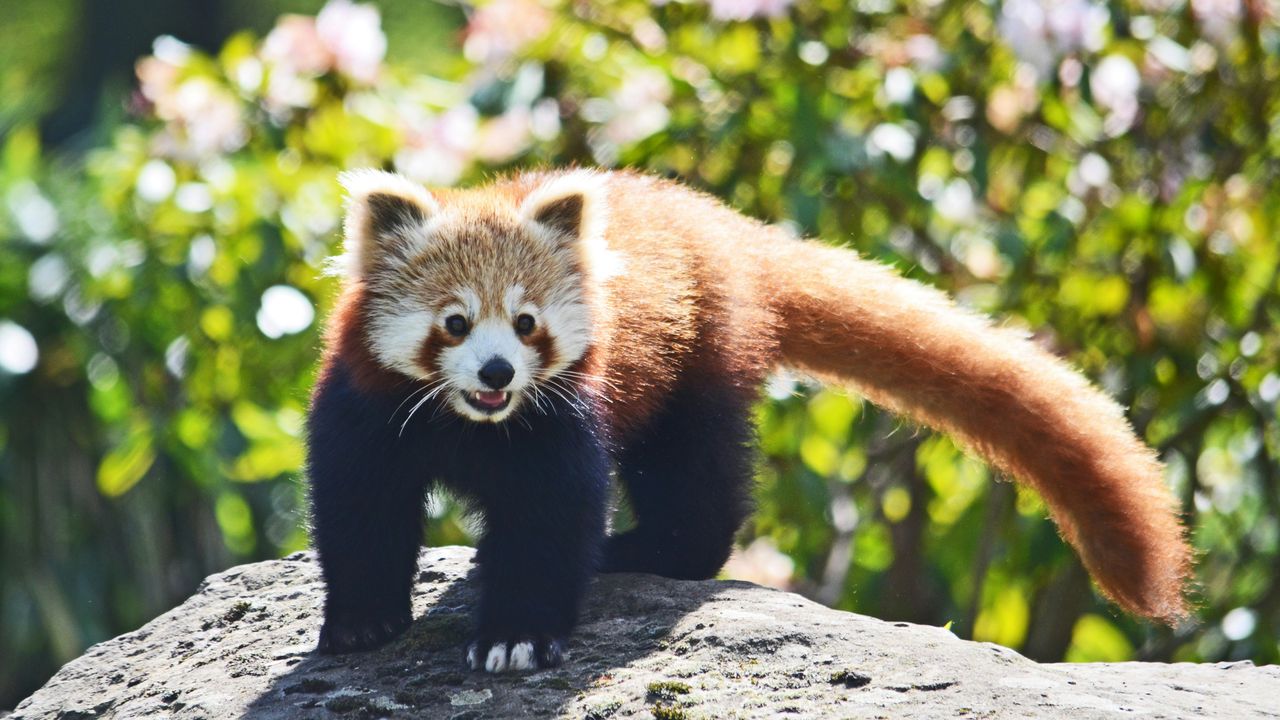 Червона панда на камені.
