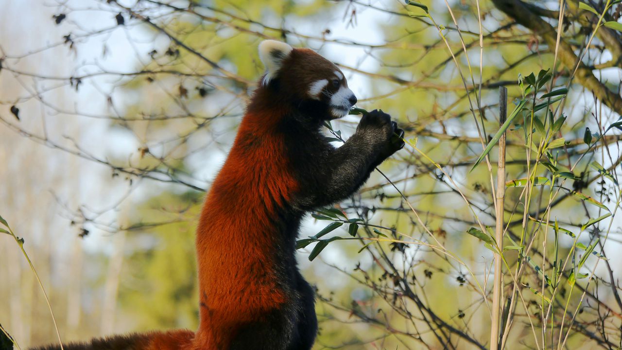 Смішний поєдинок панди у стійці кунг-фу