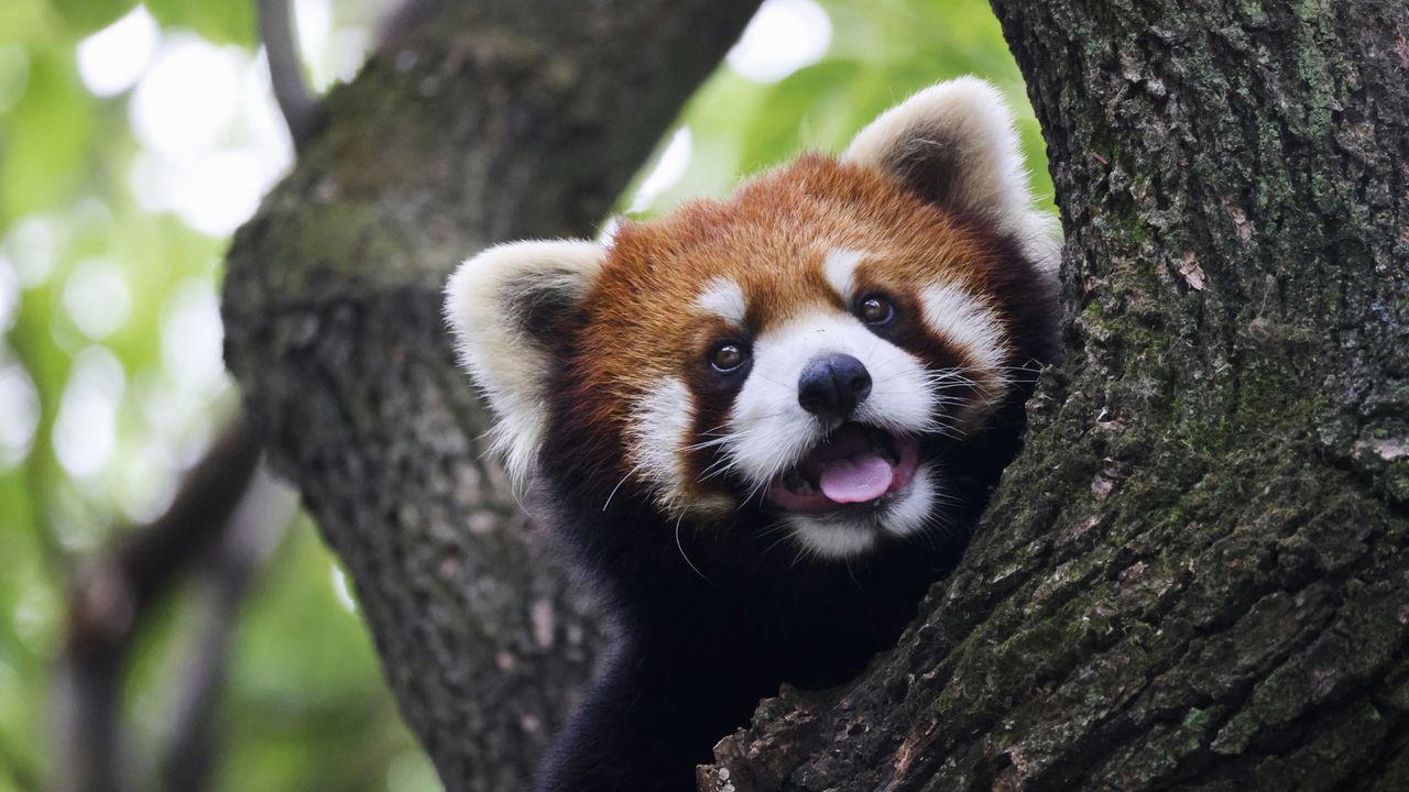 Мила червона панда виглядає з-за дерева.