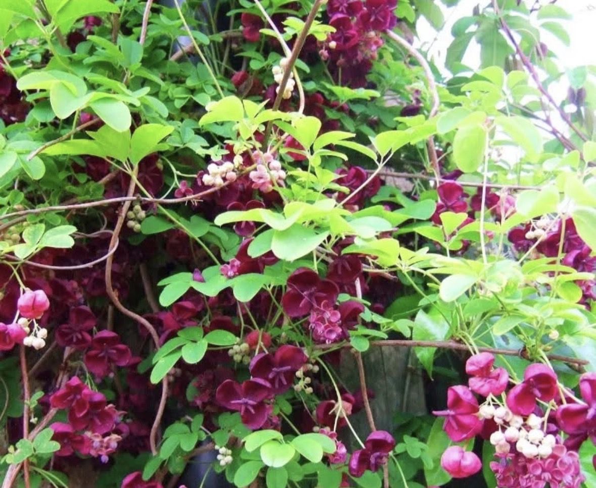 Квіти акебії. 