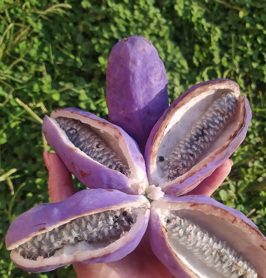 Плоди акебії на руці. 