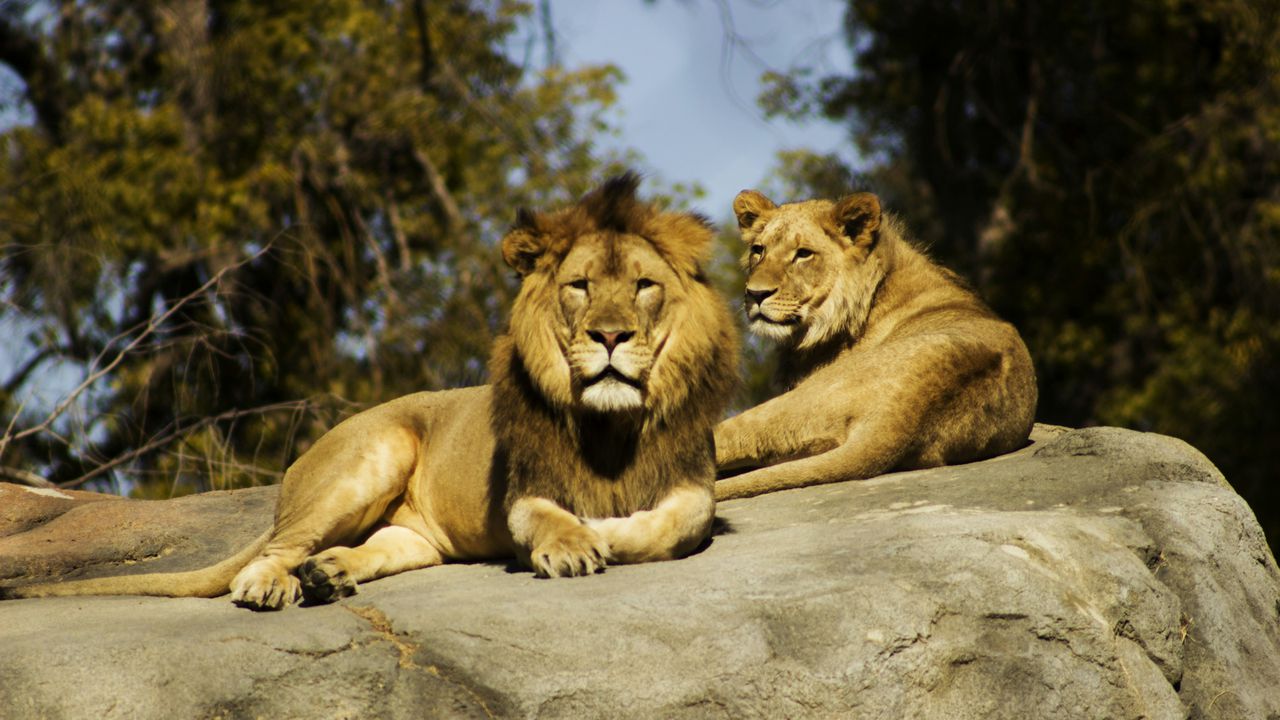 Лев і левиця відпочивають на скелі в африканській савані — ілюстрація до статті про те, чому леви не їдять гієн.