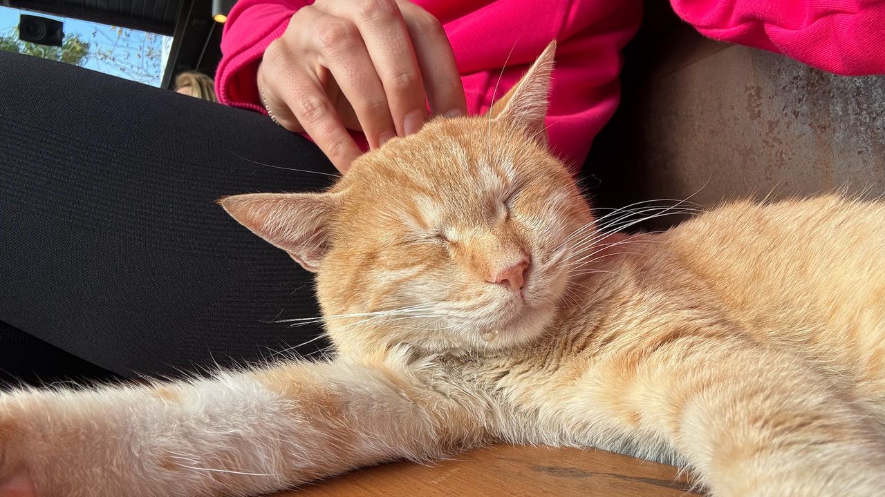 Задоволений рудий кіт із заплющеними очима, якого гладить людина — ілюстрація про унікальність та особливі риси рудих котів.