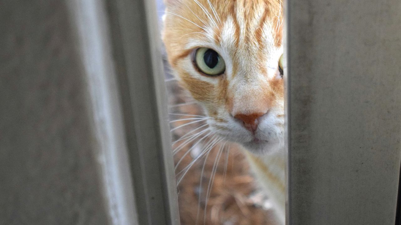 Рудий кіт заглядає у щілину дверей, намагаючись потрапити у ванну кімнату або туалет до господаря.