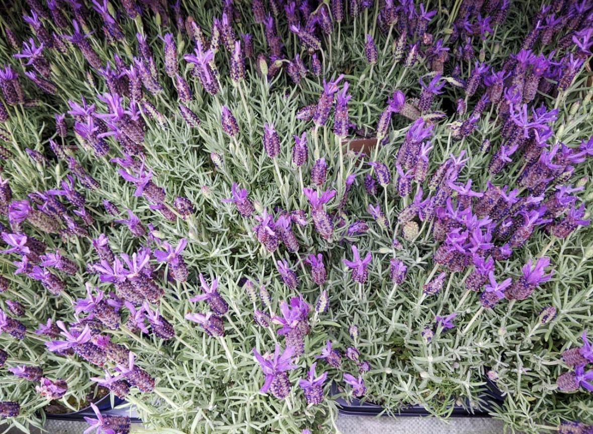 Французька (стехаська) лаванда