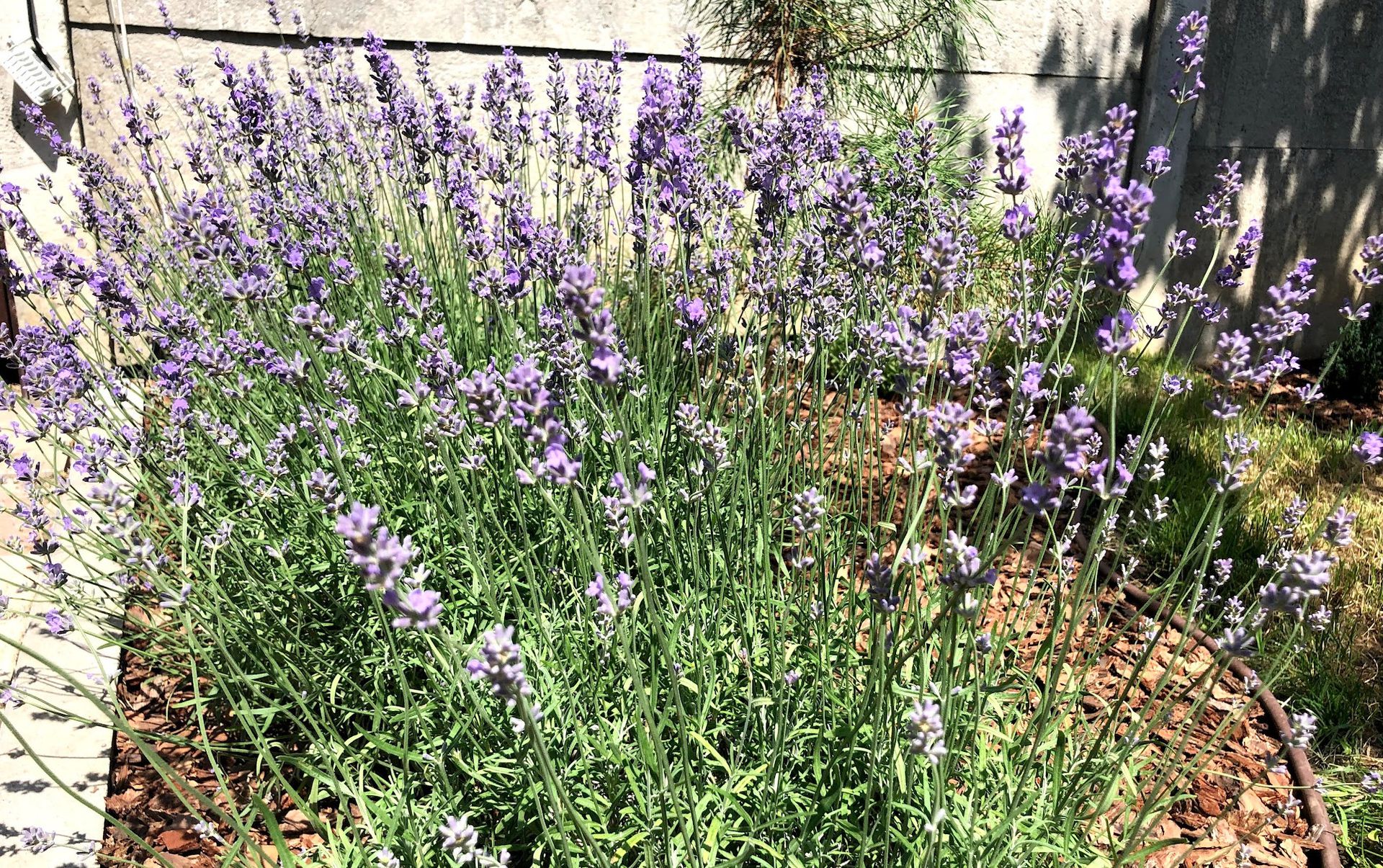 Кущі квітучої англійської (вузьколистої) лаванди в саду