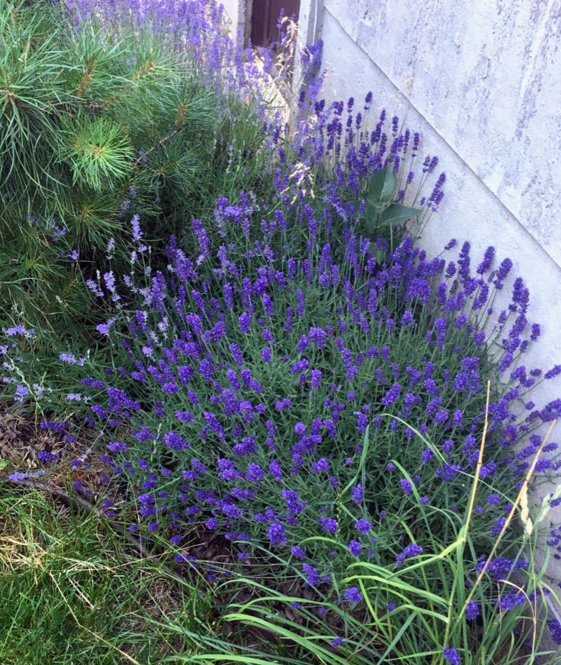Пишні кущі квітучої англійської (вузьколистої) лаванди в саду