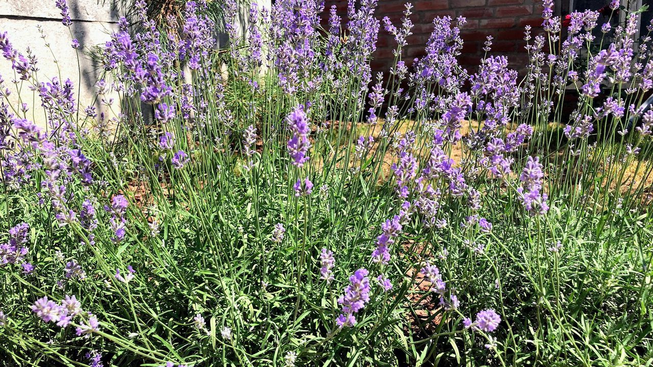 Пишні кущі квітучої лаванди в саду
