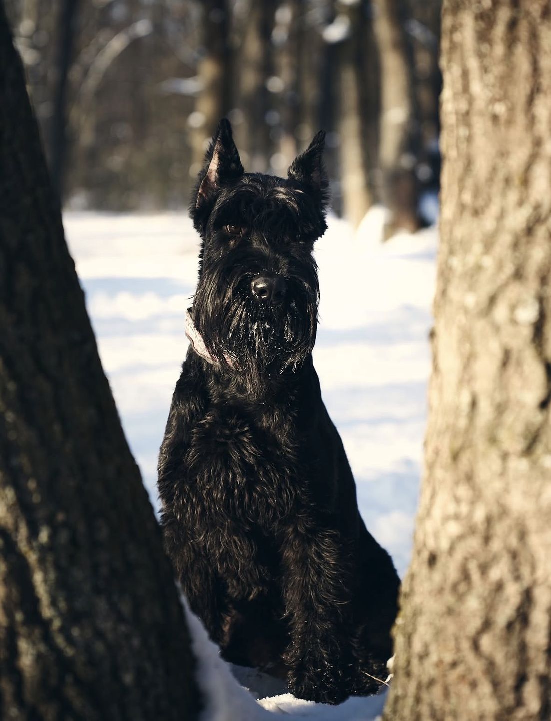 Різеншнауцер