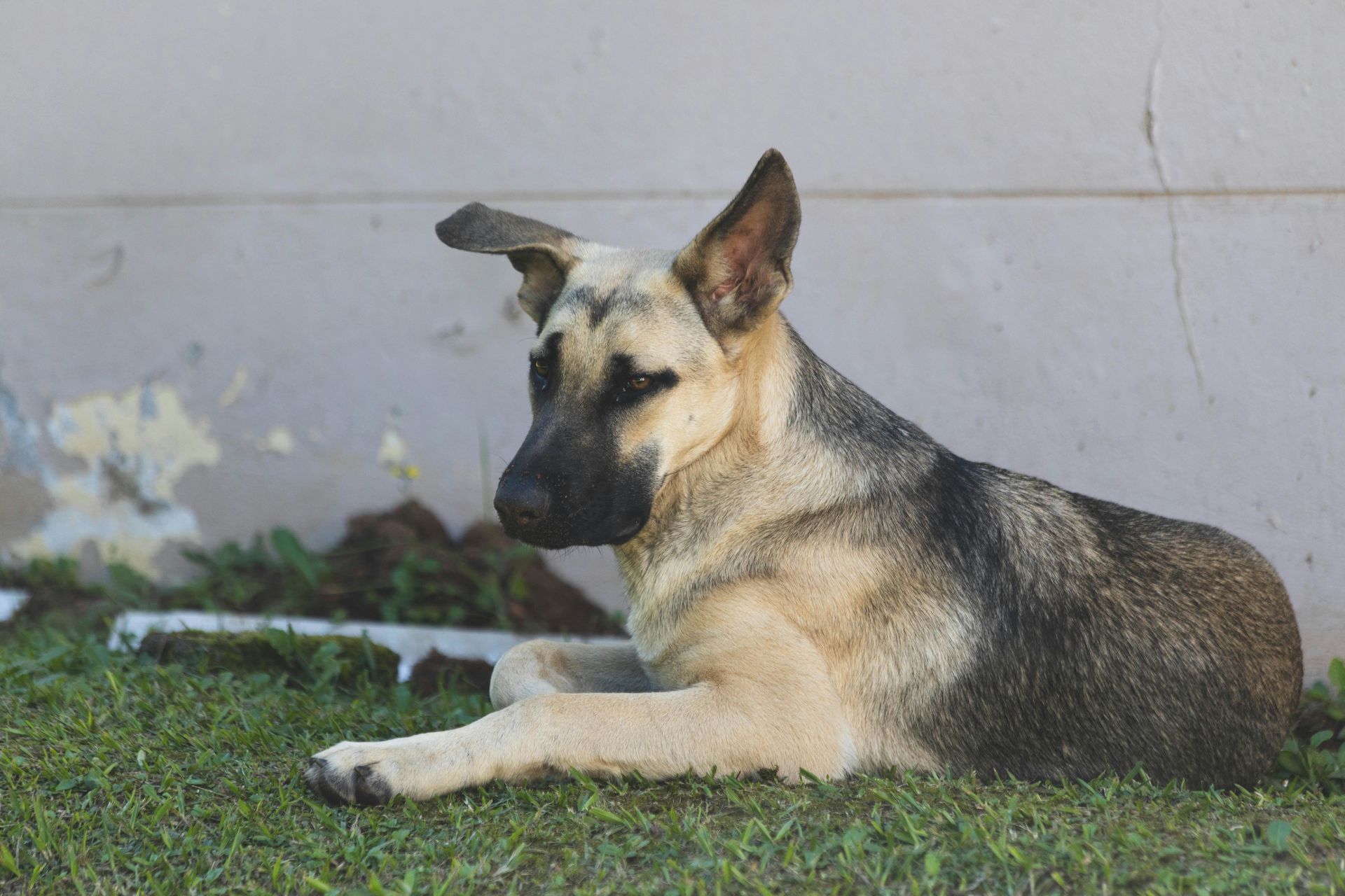 Східноєвропейська вівчарка