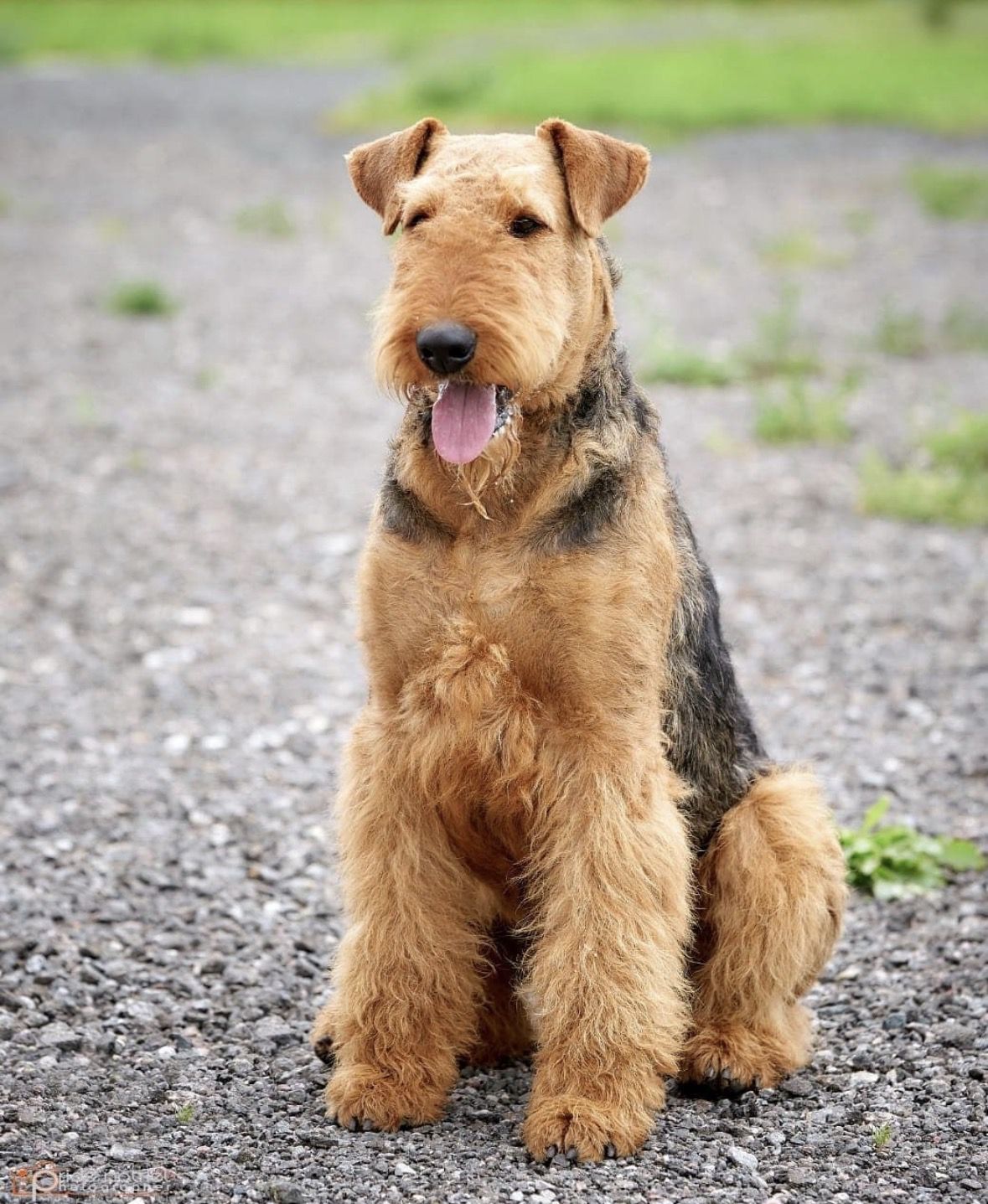 Ердельтер'єр