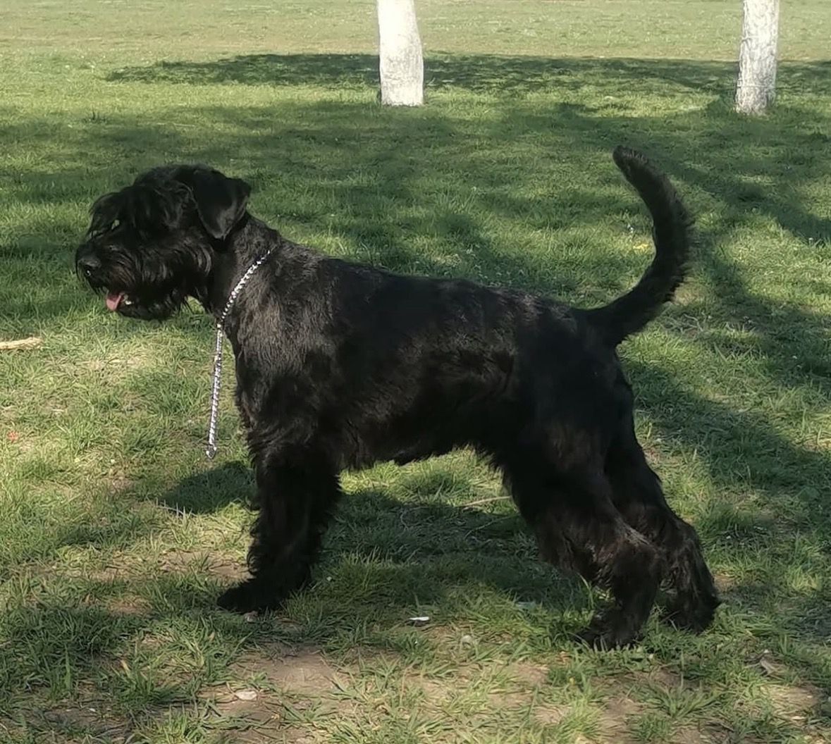 Мітельшнауцер