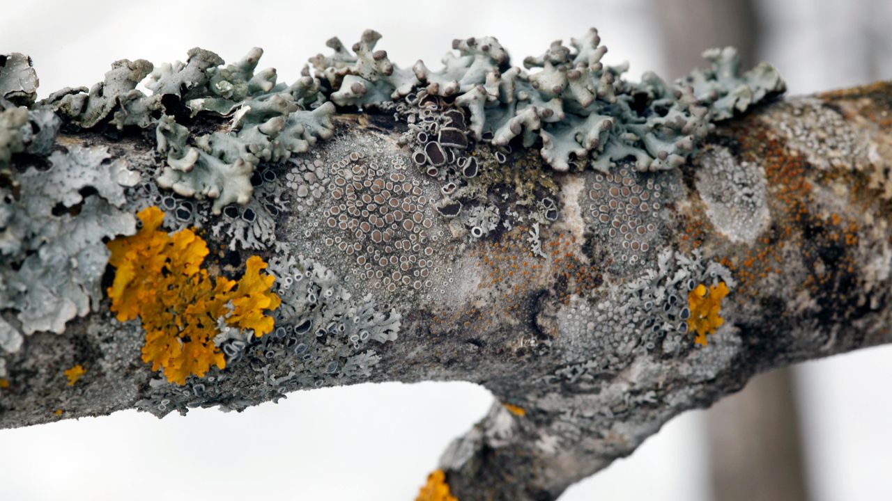 Сірий та жовтий лишайник на корі садового дерева, який потребує очищення та обприскування від грибка.