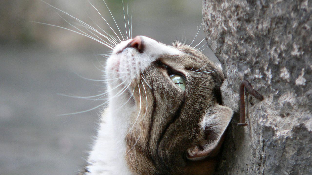 Портрет смугастого кота, який дивиться вгору — ілюстрація до статті про 5 типів характерів у котів та їхню поведінку.