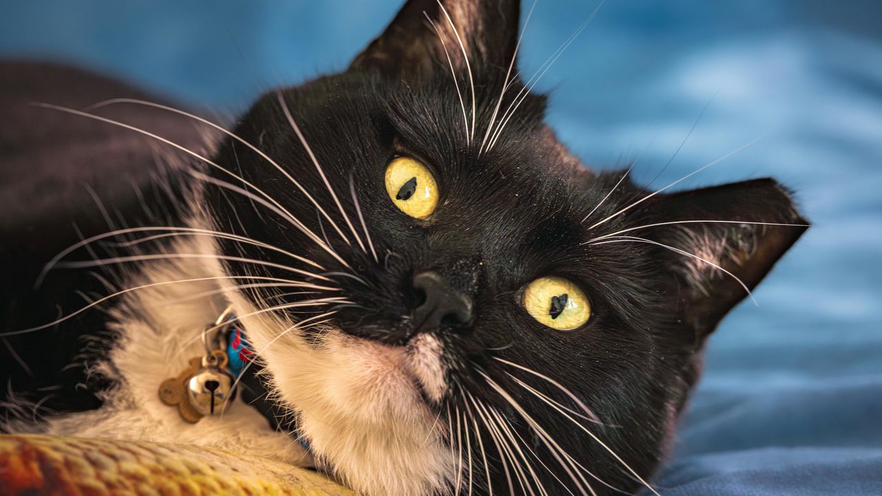 Чорно-білий кіт з великими жовтими очима та дзвіночком на нашийнику.