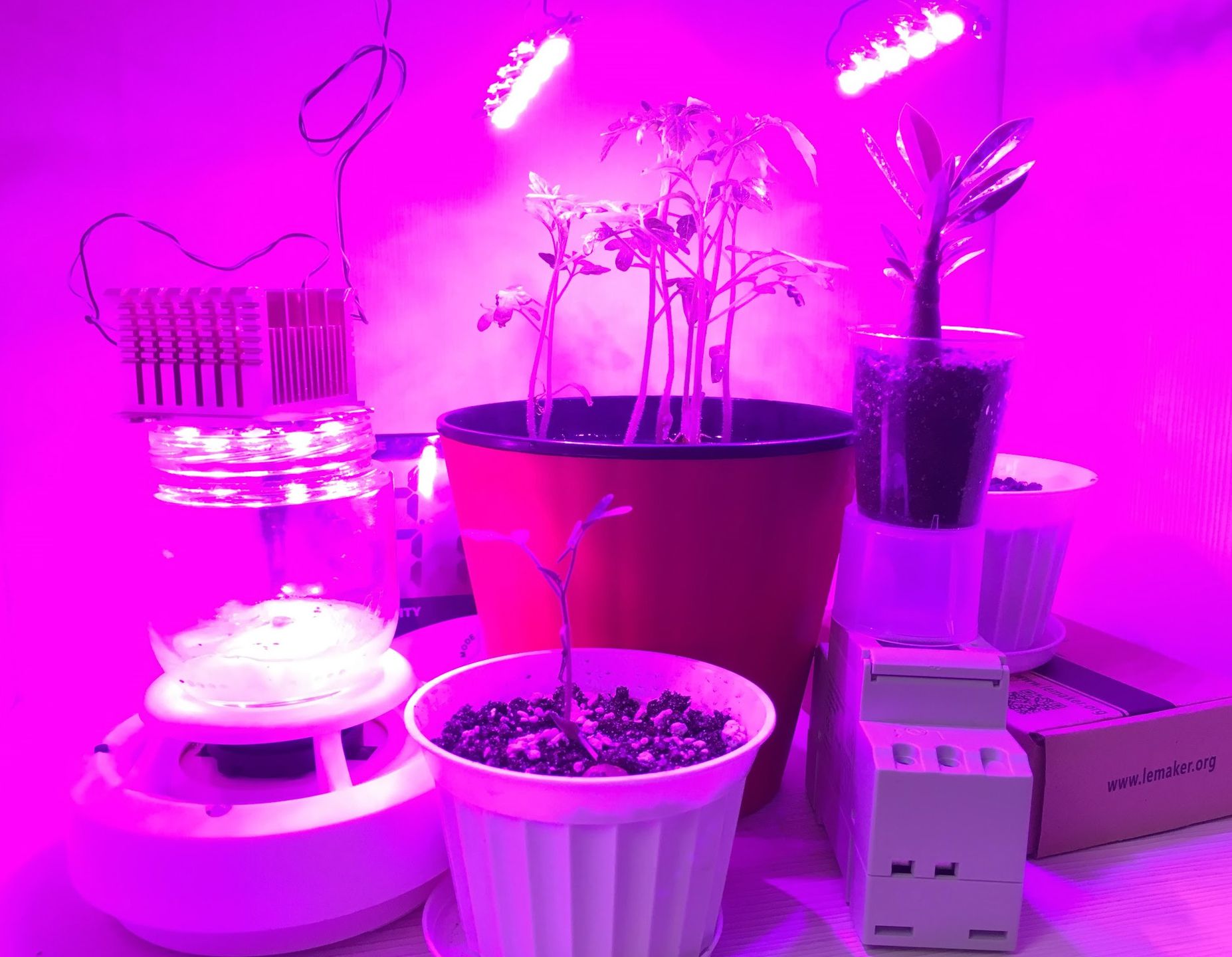 Бюджетний варіант доосвітлення розсади вдома за допомогою фітоламп з рожевим спектром світла